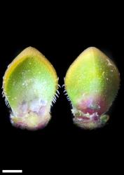 Veronica densifolia. Leaf surfaces, adaxial (left) and abaxial (right). Scale = 1 mm.
 Image: P.J. Garnock-Jones © Te Papa CC-BY-NC 3.0 NZ